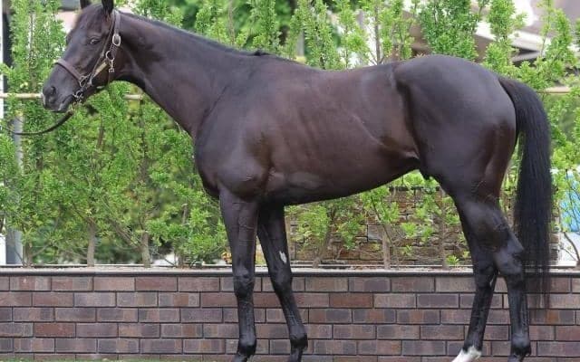 馬体派記者が「見た目に一変している」と絶賛 日本ダービーで“不動の軸”に据えたい一頭とは