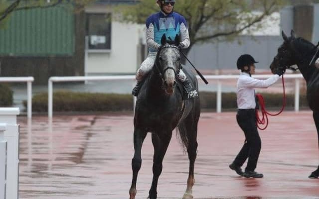 【目黒記念出走馬・騎手確定】アドマイヤテラ＆武豊騎手、スティンガーグラス＆C.ルメール騎手など18頭