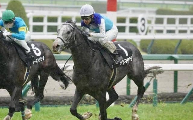 【目黒記念枠順確定】アドマイヤテラは5枠10番、スティンガーグラスは4枠8番