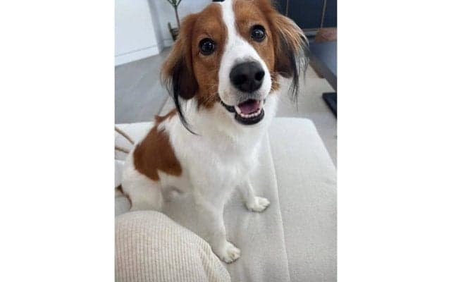 大谷翔平、愛らしいデコピンを投稿　激勝→11分後に即帰宅…お座りしてカメラ目線