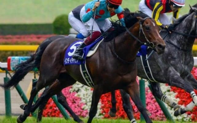 今年産駒デビュー インディチャンプの安田記念制覇