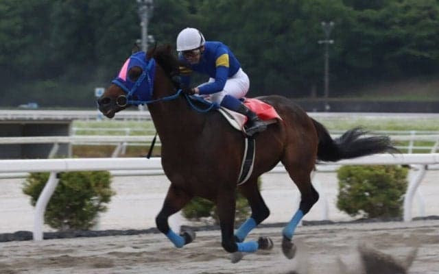 【瀬戸特別】9歳馬メイショウウズマサが力強く押し切る…サンライズグリットを退けて快勝