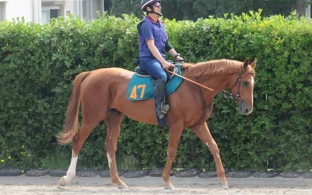 近親には活躍馬多数 サラキアの2番仔サレジオが日曜阪神で初陣/関東馬メイクデビュー情報