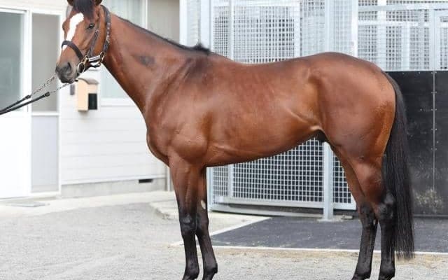 メジロパーマーを彷彿とさせる走法 宝塚記念で巻き返しに期待する“非のうちどころがない”一頭