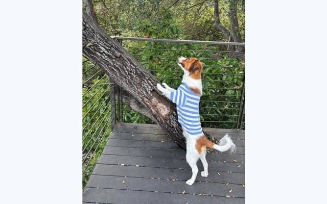 大谷翔平、お散歩デコピンの写真を投稿　キュートな洋服で上目遣いや“謎”ショットも