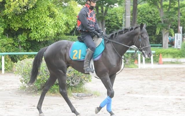 クロワデュノールの全弟チャリングクロス 奥村武師「調教量十分で動きも悪くない」/関東馬メイクデビュー情報