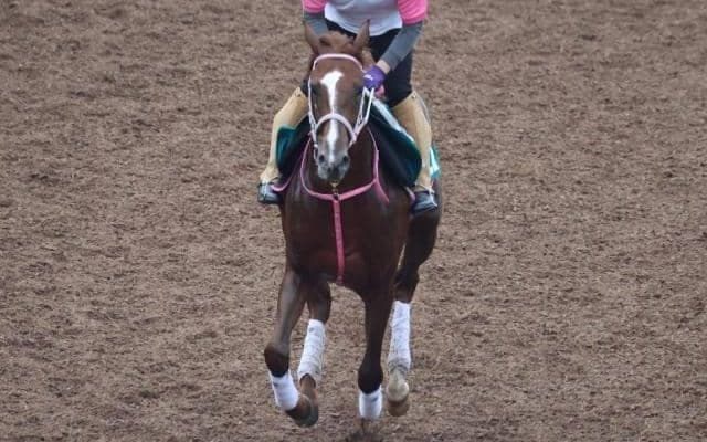 チェルヴァーラなど、先週の入厩情報/栗東トレセンニュース