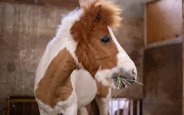 Xで3.2万いいねを獲得！ 名門・学習院大学で暮らす「ポニー」の仕事とは？