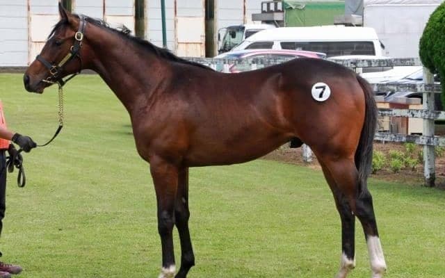 九州産馬が熱い！ 九州1歳市場で史上最高売上、最高価格はアレスバローズ産駒の2頭