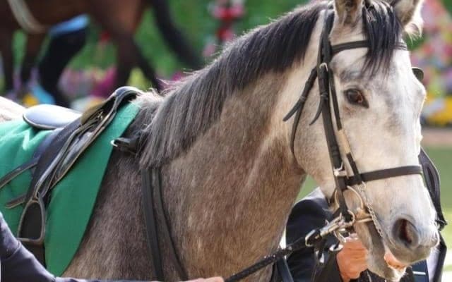 米子S史上唯一の3歳馬V スマイルカナの一戦