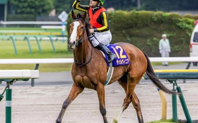 【しらさぎS枠順確定】チェルヴィニアは5枠7番、レーベンスティールは4枠6番