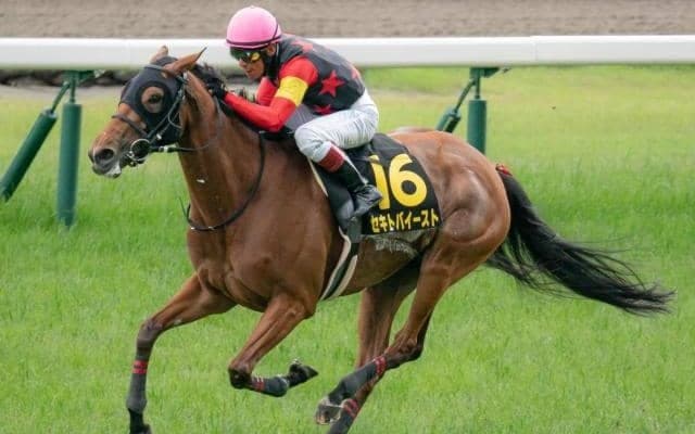 【府中牝馬S枠順確定】セキトバイーストは7枠12番、カニキュルは8枠13番