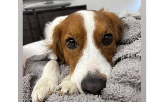 大谷翔平、160キロ死球直撃→試合後に愛犬デコピン公開　乱闘騒ぎの大荒れ試合でも“通常運転”