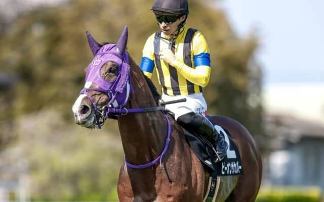 【ラジオNIKKEI賞見どころ】ビーオンザカバーが連勝で重賞制覇だ