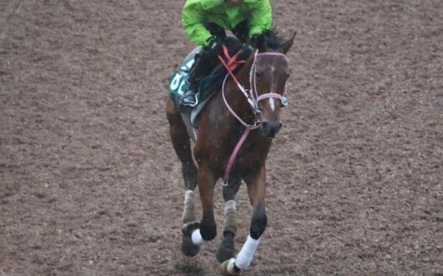 ファントムヴォルトなど先週のゲート試験/栗東トレセンニュース