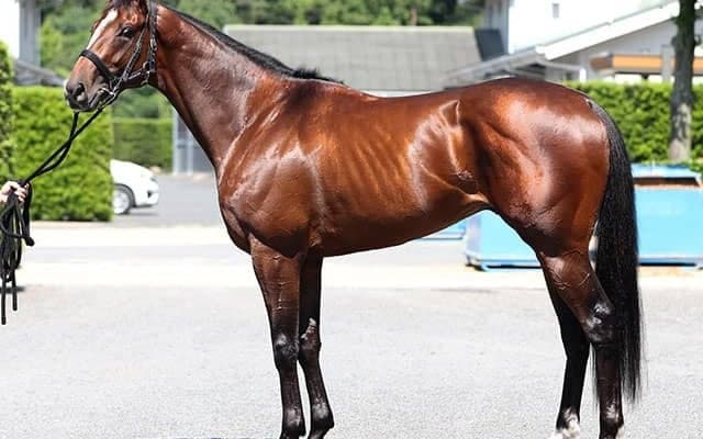 「明確に重賞級の好馬体をしている」と太鼓判 ラジオNIKKEI賞で初タイトル期待の大型馬