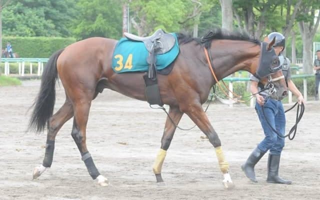 叔父にクロワデュノールがいるタイダルロック 武井師「心肺機能が高いし、体力も十分」/関東馬メイクデビュー情報