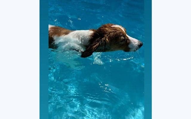 大谷翔平、水遊びするデコピン公開　舌出し至近ショットも…ド軍オフにインスタ更新