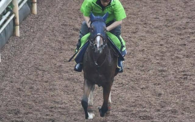 エクストラペトルの2023(シャンペトルブーケ)など、先週のゲート試験/栗東トレセンニュース