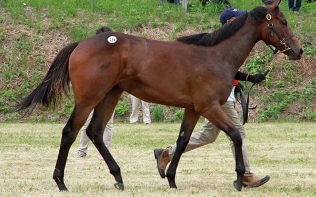 八戸家畜市場で1歳セール八戸市場 「シェーネフラウの2024」が最高額