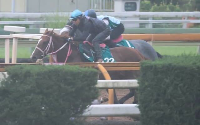 二冠牝馬チェルヴィニアの半弟チェルヴァーラ 松下師「誰が見てもいい馬」/関西馬メイクデビュー情報