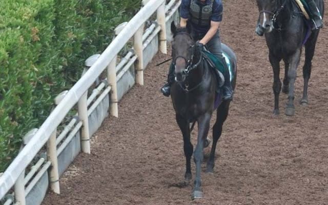 ブルーミングアレーの2023(マジョレルブルー)など、先週の入厩情報/栗東トレセンニュース