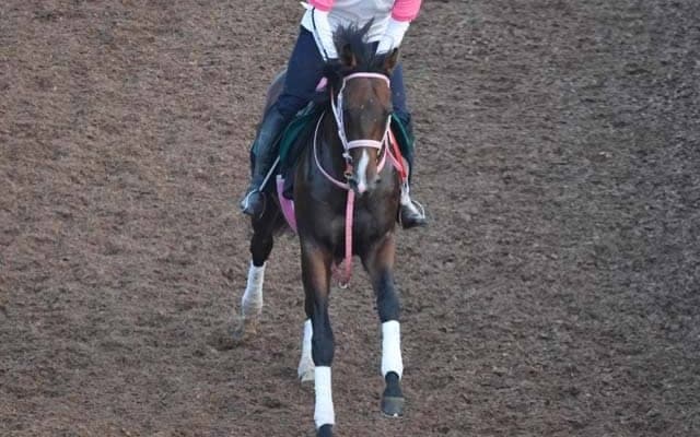 マラコスタムブラダの2023(バルセシート)など、先週のゲート試験/栗東トレセンニュース