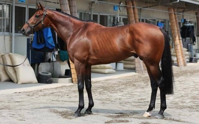 筋肉量、質ともに夏場のGIIIでは“別格の域” 馬体派記者が七夕賞で「不動の軸」に置いた一頭は