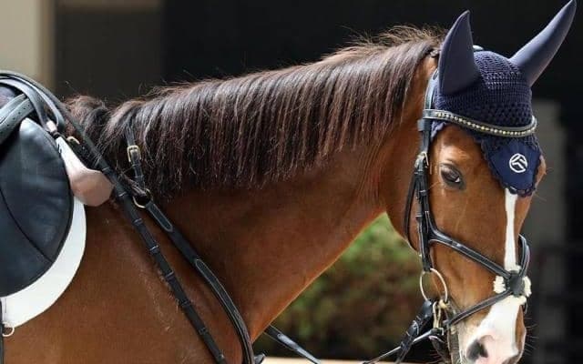 11日、13日に三木ホースランドパークで「引退競走馬杯」 重賞・オープンでの活躍馬も数多く出場