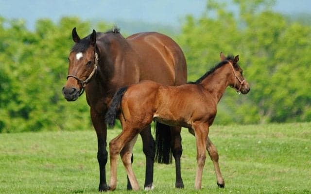 【セレクトセール2025】イクイノックス初年度産駒が「1億円」スタート　史上最高額6億円超えなるか、14・15日開催