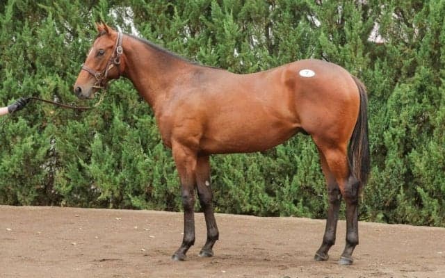 【セレクトセール2025】ドレフォン産駒に1億円