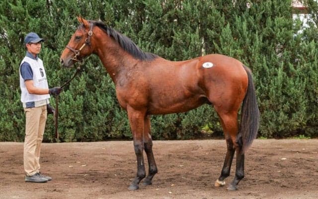 【セレクトセール2025】ロードカナロア産駒に1億2500万円