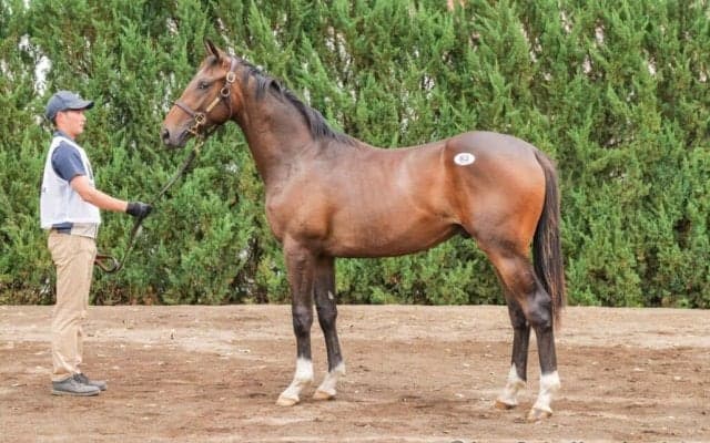 【セレクトセール2025】ダンスファンタジアの2024に1億1000万円