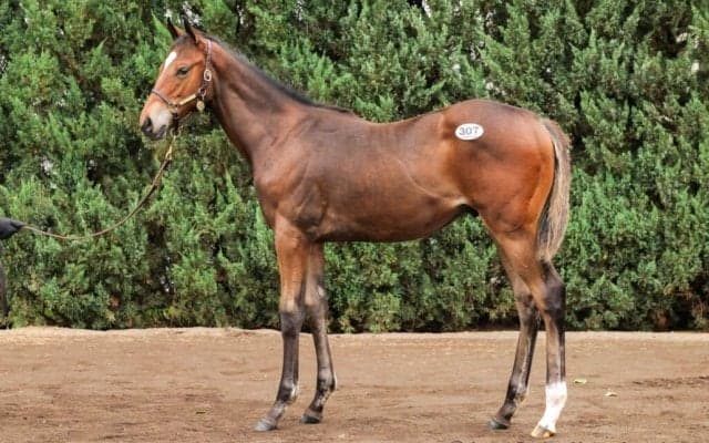 【セレクトセール2025】キングマン産駒に1億3500万円…全欧2歳牝馬チャンピオンの母