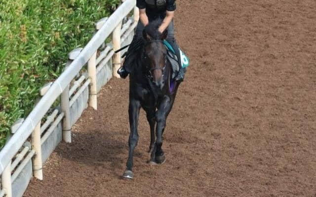 レッドラージャなど、先週の入厩情報/栗東トレセンニュース