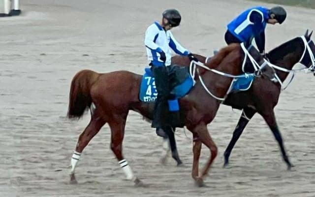 セラフィックコール、マーキュリーC最終追い切り速報/栗東トレセンニュース