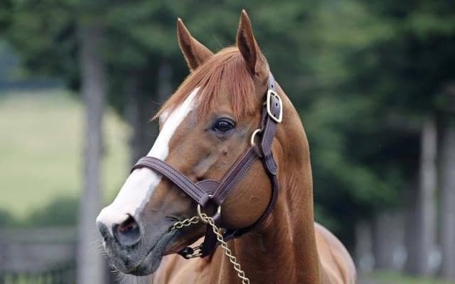 重賞4勝のジャスティンがアロースタッドへ 26年から種牡馬生活