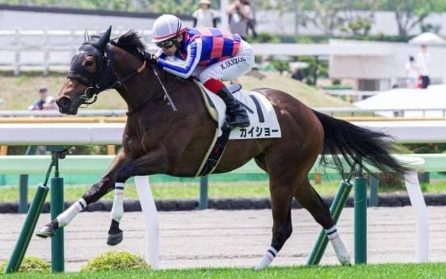 【函館2歳S枠順確定】カイショーは2枠2番、ブラックチャリスは6枠8番