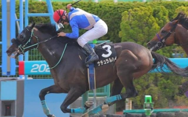 【マリーンS】前走大沼S組が好成績 人気薄でも狙いたい一戦