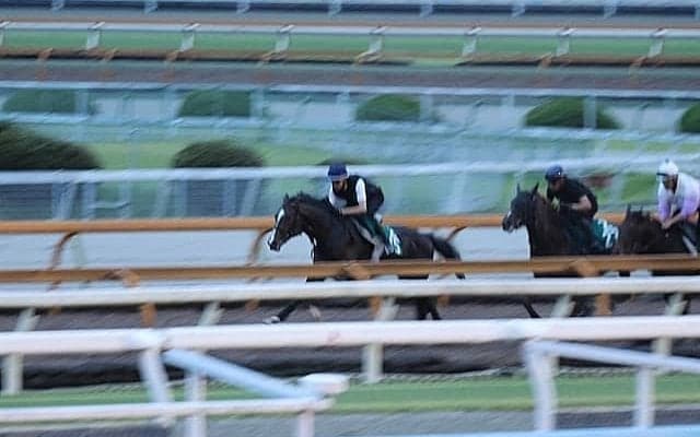 初陣迎えるクールドリオン 庄野師「この馬が一番父に似ている」/関西馬メイクデビュー情報