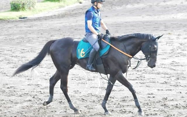 母はフローラS勝ち馬 ペルウィクトールが日曜新潟で初陣/関東馬メイクデビュー情報
