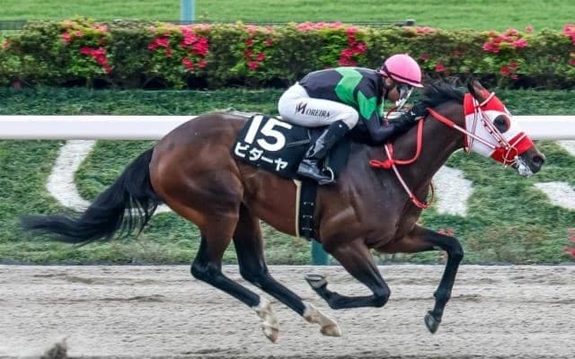 【東海S予想オッズ】ビダーヤが予想1番人気