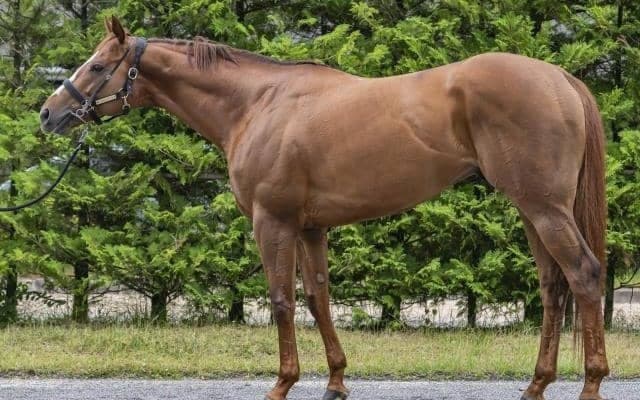 ダート短距離路線でも屈指の“筋肉量” 東海Sで重賞初V期待の一頭とは