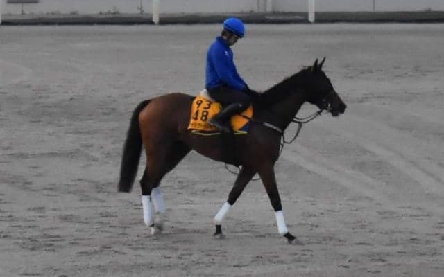 ワイドラトゥール、CBC賞2週前追い切り速報/栗東トレセンニュース