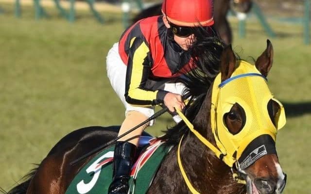 半兄はGI馬ピクシーナイト フェーングロッテンが障害戦初Vなるか