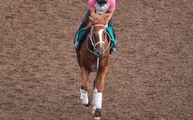 母系には南部杯連覇のベストウォーリア 師も期待を寄せるケンタッキーホーム/関西馬メイクデビュー情報