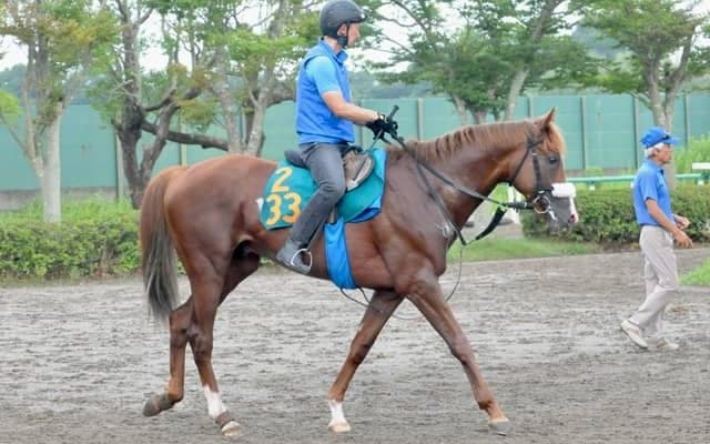アーモンドアイの2番仔が日曜新潟で初陣 国枝師「総合的な点数は高い」/関東馬メイクデビュー情報