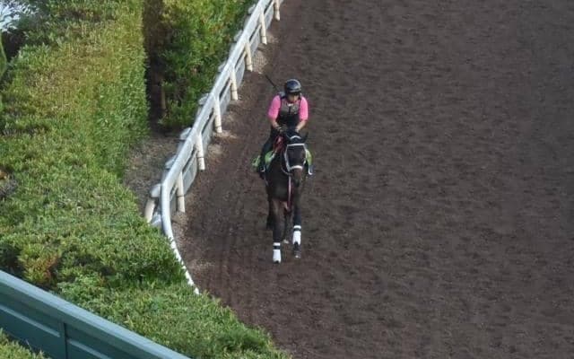 ジーティービキニなど、先週の入厩情報/栗東トレセンニュース