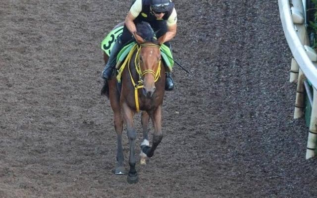 ワンワールドなど、先週のゲート試験/栗東トレセンニュース