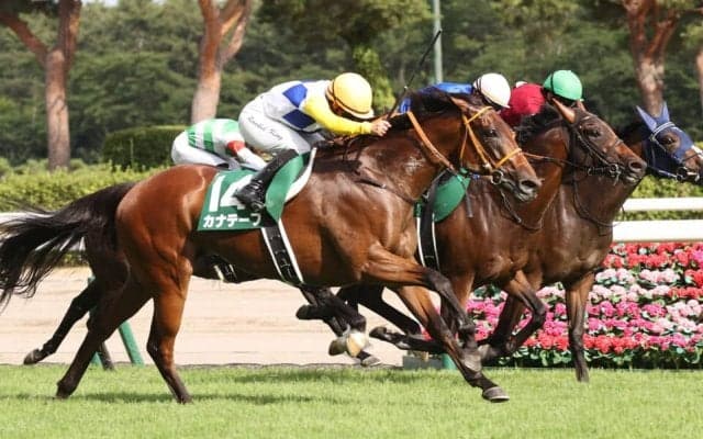 【関屋記念】キング「すごく良い脚を見せた」カナテープが重賞初制覇